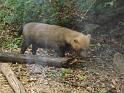 Bush Dog (3)